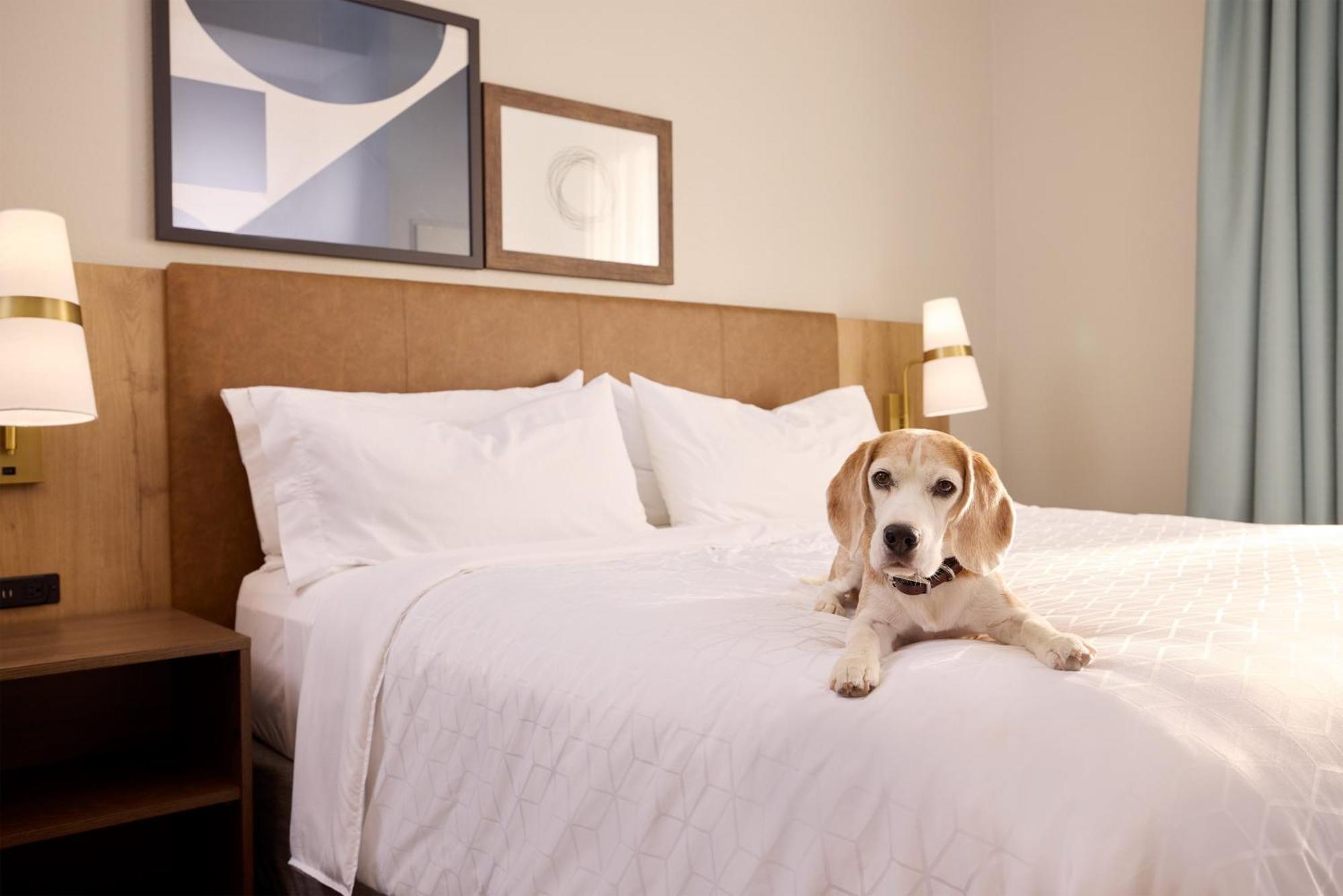 Staybridge Suites Tucson Airport By Ihg Eksteriør bilde